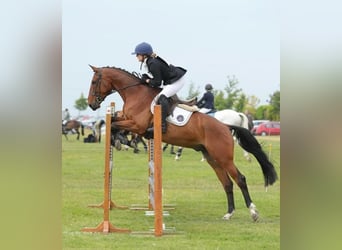 Irish Sport Horse, Wallach, 6 Jahre, 165 cm, Dunkelbrauner