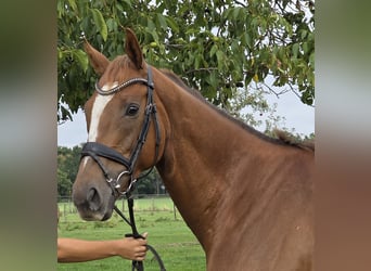 Irish Sport Horse Mix, Wallach, 6 Jahre, 165 cm, Fuchs