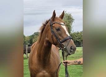 Irish Sport Horse Mix, Wallach, 6 Jahre, 165 cm, Fuchs