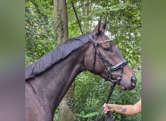 Irish Sport Horse, Wallach, 6 Jahre, 165 cm, Schwarzbrauner