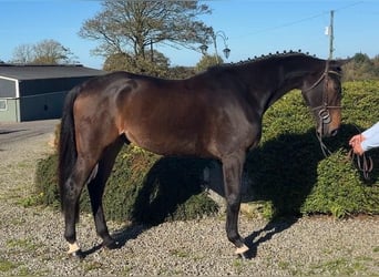 Irish Sport Horse, Wallach, 6 Jahre, 166 cm, Rotbrauner
