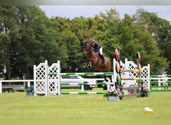 Irish Sport Horse, Wallach, 6 Jahre, 166 cm, Rotbrauner