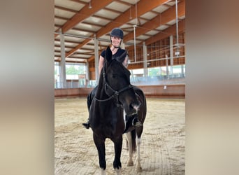 Irish Sport Horse Mix, Wallach, 6 Jahre, 166 cm, Schecke