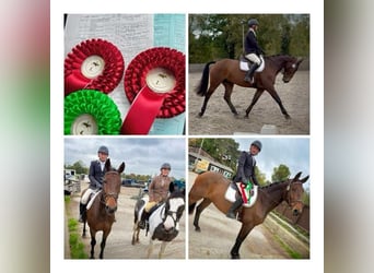 Irish Sport Horse, Wallach, 6 Jahre, 167 cm, Brauner