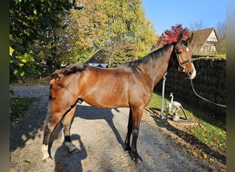 Irish Sport Horse, Wallach, 6 Jahre, 167 cm, Brauner