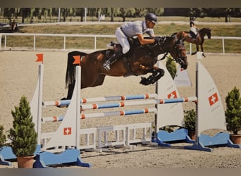 Irish Sport Horse, Wallach, 6 Jahre, 167 cm, Brauner