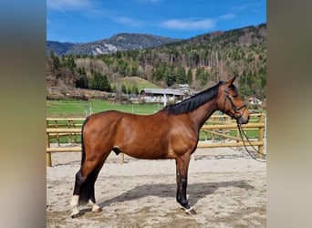 Irish Sport Horse, Wallach, 6 Jahre, 167 cm, Brauner
