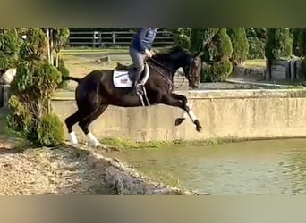 Irish Sport Horse, Wallach, 6 Jahre, 167 cm, Dunkelbrauner