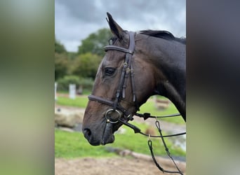Irish Sport Horse, Wallach, 6 Jahre, 167 cm, Dunkelbrauner