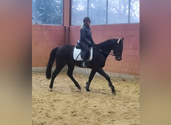 Irish Sport Horse, Wallach, 6 Jahre, 167 cm, Rappe