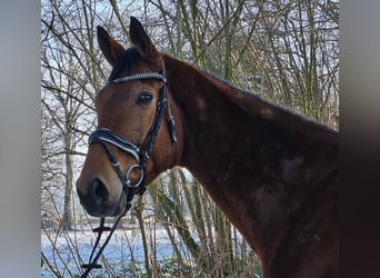 Irish Sport Horse, Wallach, 6 Jahre, 168 cm, Brauner