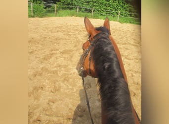 Irish Sport Horse, Wallach, 6 Jahre, 168 cm, Brauner
