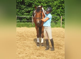 Irish Sport Horse, Wallach, 6 Jahre, 168 cm, Brauner