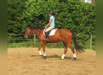Irish Sport Horse, Wallach, 6 Jahre, 168 cm, Brauner