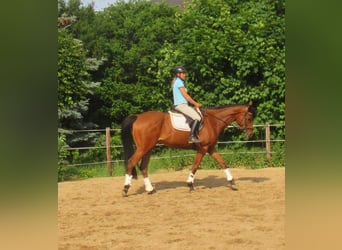 Irish Sport Horse, Wallach, 6 Jahre, 168 cm, Brauner