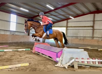 Irish Sport Horse, Wallach, 6 Jahre, 168 cm, Brauner