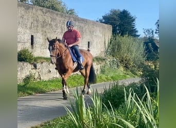 Irish Sport Horse, Wallach, 6 Jahre, 168 cm, Brauner
