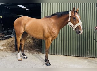 Irish Sport Horse, Wallach, 6 Jahre, 168 cm, Brauner