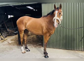Irish Sport Horse, Wallach, 6 Jahre, 168 cm, Brauner