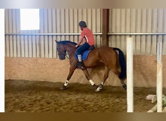 Irish Sport Horse, Wallach, 6 Jahre, 168 cm, Brauner
