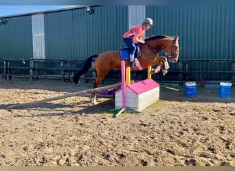 Irish Sport Horse, Wallach, 6 Jahre, 168 cm, Brauner