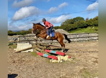 Irish Sport Horse, Wallach, 6 Jahre, 168 cm, Brauner
