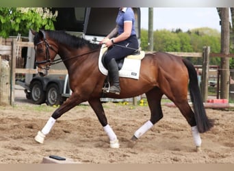 Irish Sport Horse, Wallach, 6 Jahre, 168 cm, Dunkelbrauner