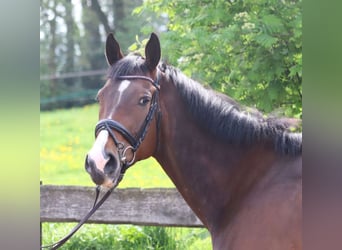 Irish Sport Horse, Wallach, 6 Jahre, 168 cm, Dunkelbrauner