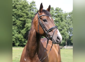 Irish Sport Horse, Wallach, 6 Jahre, 168 cm, Dunkelbrauner