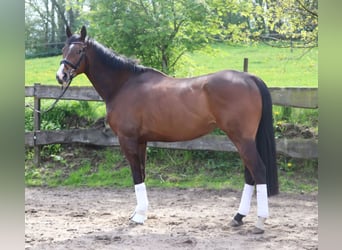 Irish Sport Horse, Wallach, 6 Jahre, 168 cm, Dunkelbrauner