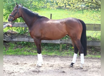 Irish Sport Horse, Wallach, 6 Jahre, 168 cm, Dunkelbrauner