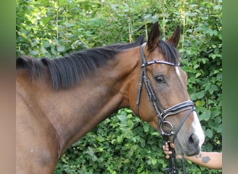 Irish Sport Horse, Wallach, 6 Jahre, 168 cm, Dunkelbrauner