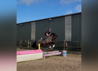 Irish Sport Horse, Wallach, 6 Jahre, 168 cm, Dunkelbrauner