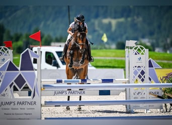 Irish Sport Horse, Wallach, 6 Jahre, 168 cm, Dunkelbrauner