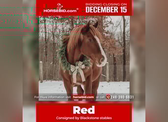 Irish Sport Horse, Wallach, 6 Jahre, 168 cm, Dunkelfuchs