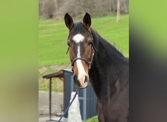 Irish Sport Horse, Wallach, 6 Jahre, 169 cm, Brauner