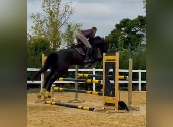 Irish Sport Horse, Wallach, 6 Jahre, 169 cm, Dunkelbrauner