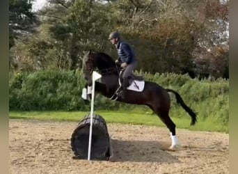Irish Sport Horse, Wallach, 6 Jahre, 169 cm, Dunkelbrauner