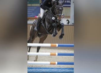 Irish Sport Horse, Wallach, 6 Jahre, 169 cm, Dunkelbrauner