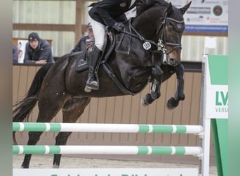 Irish Sport Horse, Wallach, 6 Jahre, 169 cm, Dunkelbrauner