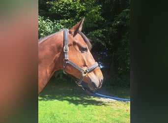 Irish Sport Horse, Wallach, 6 Jahre, 170 cm