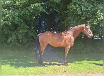 Irish Sport Horse, Wallach, 6 Jahre, 170 cm