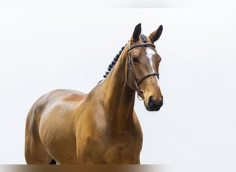 Irish Sport Horse, Wallach, 6 Jahre, 171 cm, Brauner