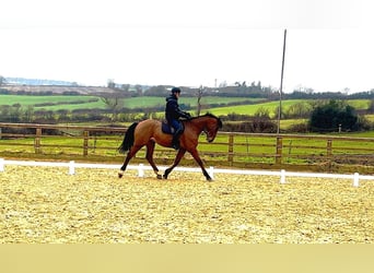 Irish Sport Horse, Wallach, 6 Jahre, 172 cm, Rotbrauner