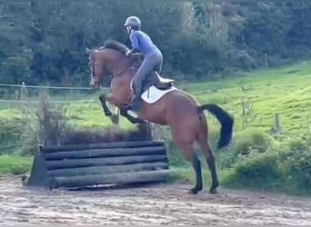 Irish Sport Horse, Wallach, 6 Jahre, 172 cm, Rotbrauner