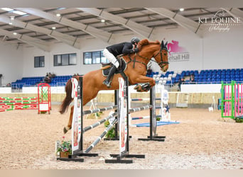 Irish Sport Horse, Wallach, 6 Jahre, 173 cm, Fuchs