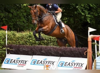Irish Sport Horse, Wallach, 6 Jahre, 173 cm, Rotbrauner