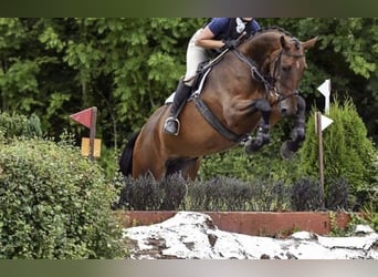 Irish Sport Horse, Wallach, 6 Jahre, 173 cm, Rotbrauner