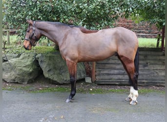Irish Sport Horse, Wallach, 6 Jahre, 173 cm, Rotbrauner