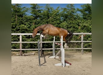 Irish Sport Horse, Wallach, 6 Jahre, 173 cm, Rotbrauner